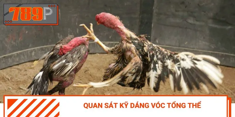 Cách chọn gà đá dựa trên dáng vóc và tướng đi
