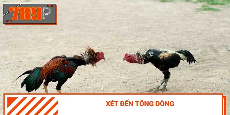 Chọn theo dòng gà tốt