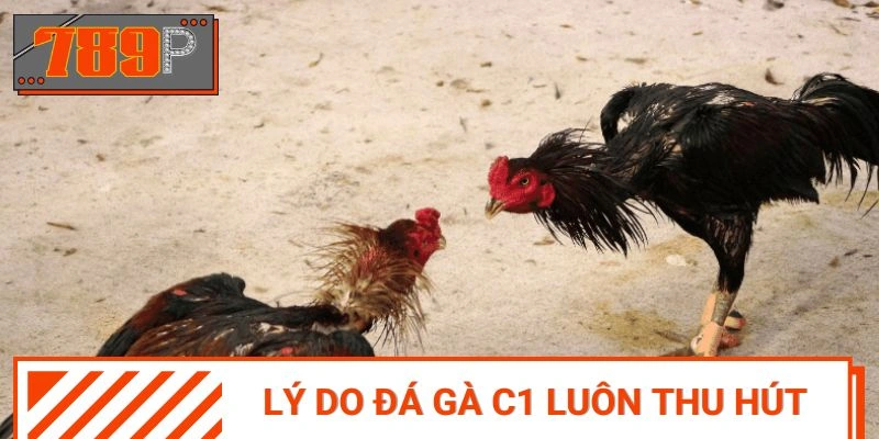 Điểm mạnh đáng trải nghiệm tại đá gà C1