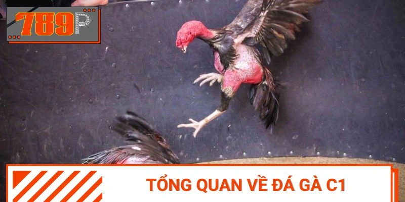 Khái quát về đấu chiến kê C1