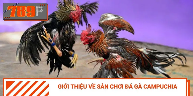 Sân chơi đá gà Campuchia đang trở thành một hiện tượng tại Đông Nam Á