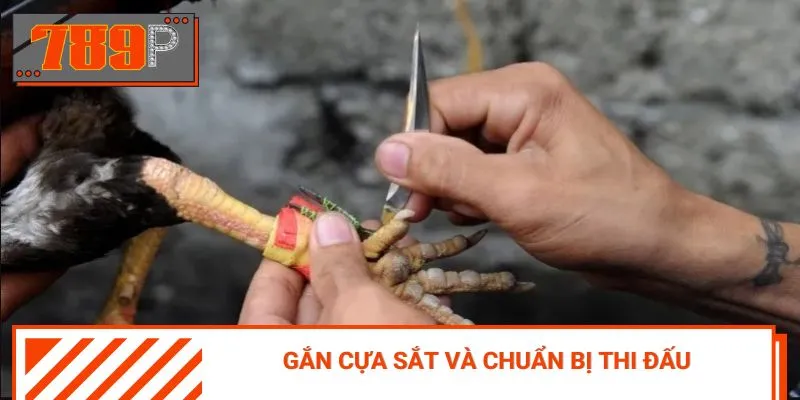 Trình tự diễn ra một trận so tài