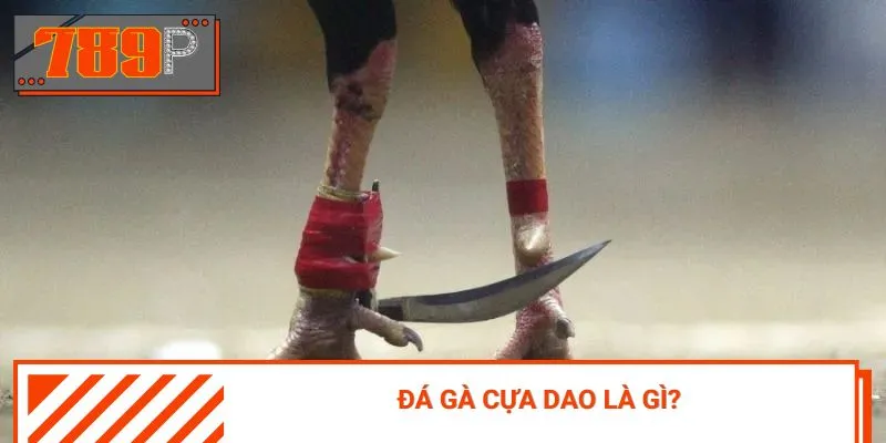 Đá gà cựa dao - nơi quy tụ những trận đấu mãn nhãn mỗi ngày