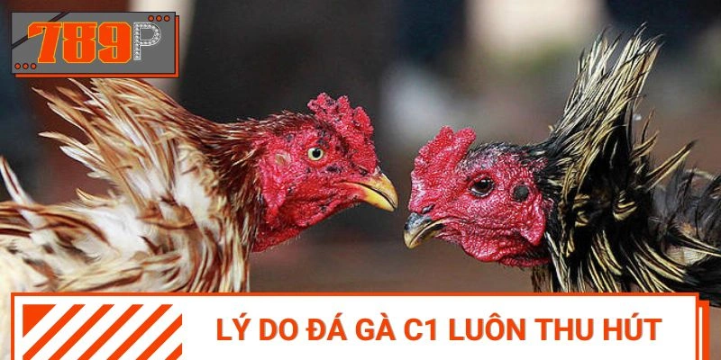 Điểm cộng lớn của chuyên mục đá gà Thomo