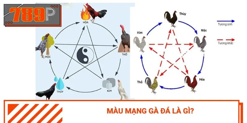 Vận dụng đúng màu mạng gà đá có thể mang lại lợi thế không ngờ