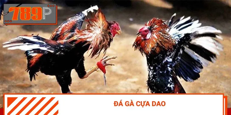 Tham gia các trận đá gà cựa dao cực kỳ hấp dẫn, đẳng cấp