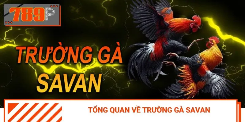 Trường gà Savan trở thành tụ điểm yêu thích của dân chơi